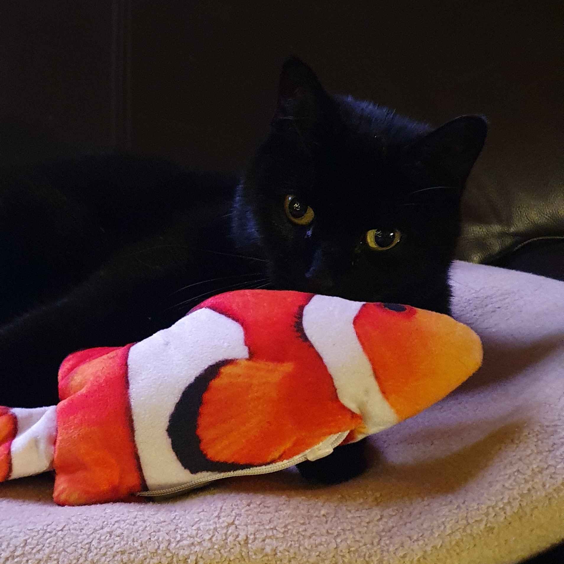 Fish!