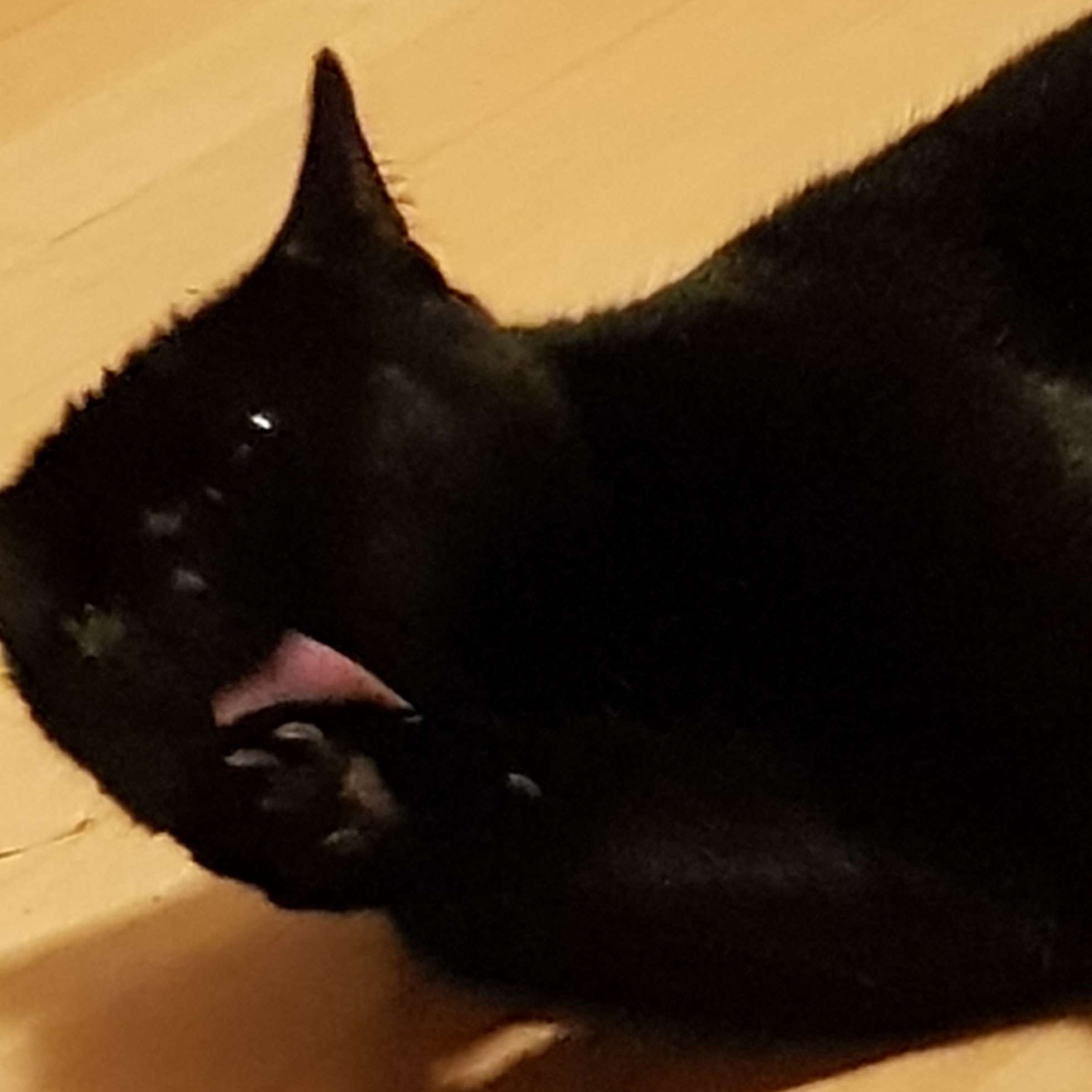 Silly!